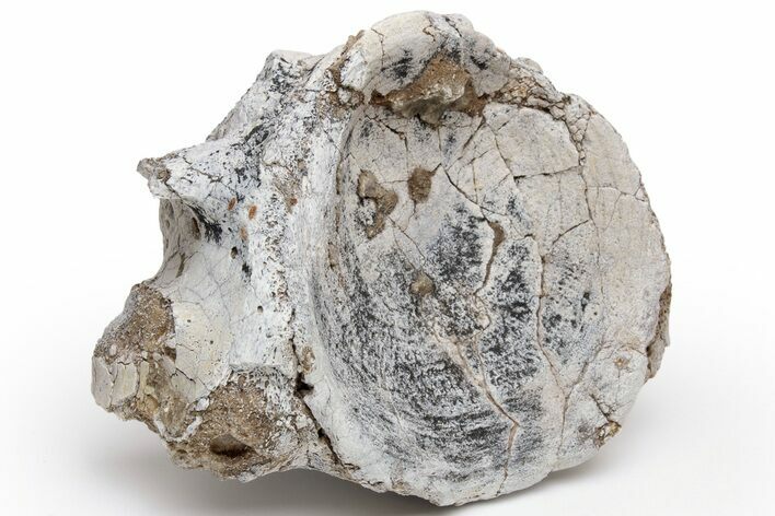 Fossil Titanothere (Megacerops) Vertebra - South Dakota #229020